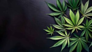 Cannabis aus der Apotheke